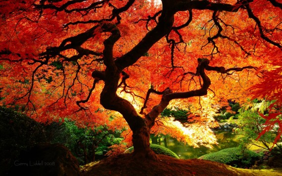 Fall Tree HD Wallpaper