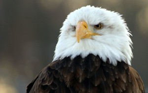 Eagle King of Birds