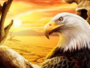 Eagle the King of Mountain