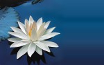 Lotus Flowers Wallpapers HD Pictures