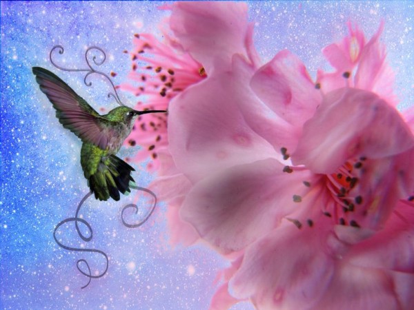 3D Abstract HummingBird Wallpapers HD Pictures