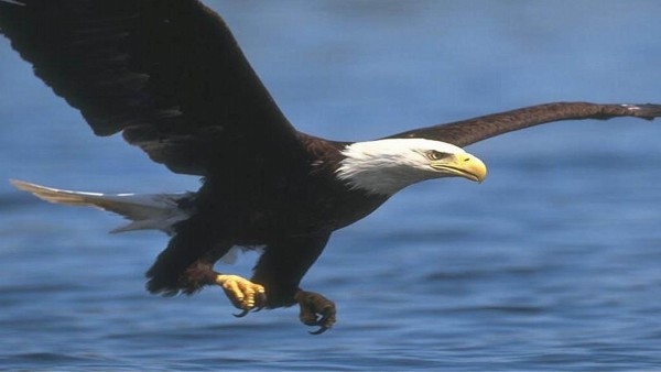 Amazing Eagle Wallpapers HD Pictures