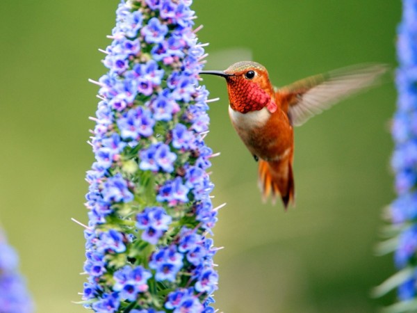 Amazing HummingBird Wallpapers HD Pictures