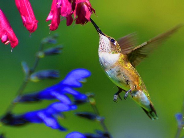 Attractive HummingBird Wallpapers HD Pictures