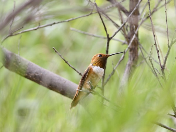 Awesome HummingBird Wallpapers HD Pictures