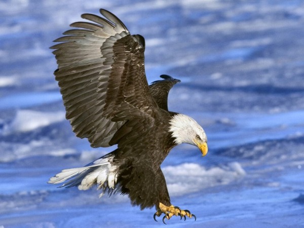 Beautiful Blad Eagle Wallpapers HD Pictures
