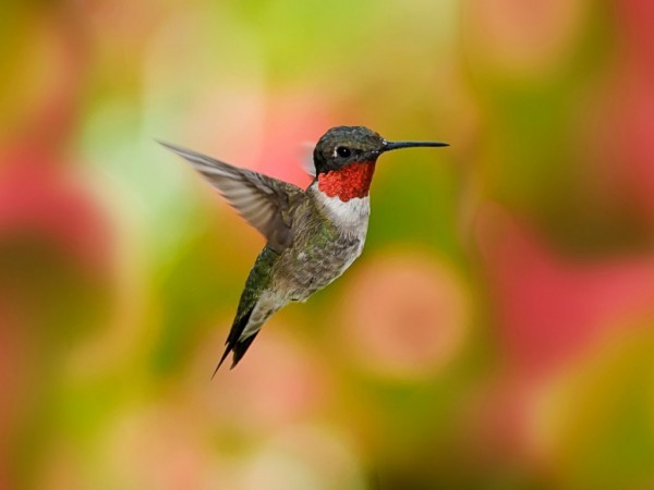 Beautiful Colorful HummingBird Wallpapers HD Pictures