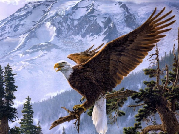 Beautiful Eagle Wallpapers For Desktop