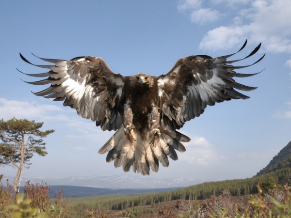 Beautiful Eagle Wallpapers HD Pictures