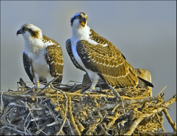 Beautiful Eagle in Nest Wallpapers HD Pictures