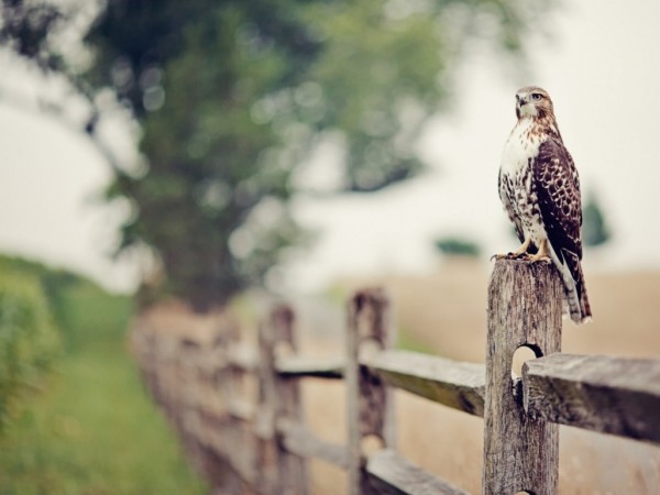 Beautiful Eagle on Fence Wallpapers HD Pictures