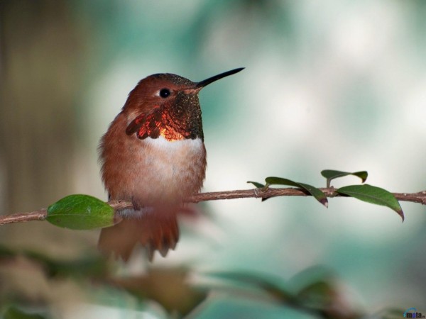 Beautiful HummingBird Photos For Backgrounds