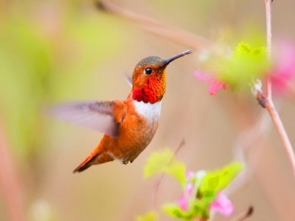 Beautiful HummingBird Wallpapers HD Pictures
