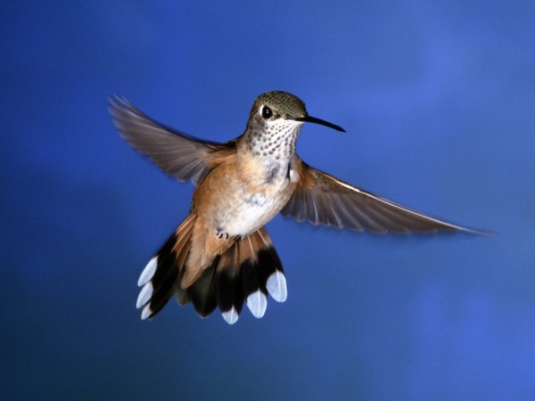 Beautiful HummingBird images HD Photos