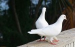 Pigeons Wallpapers HD Pictures