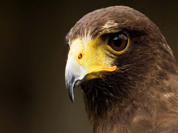 Eagle Eye Wallpapers HD Pictures