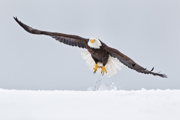 Eagle Flat In Snow Wallpapers HD Pictures