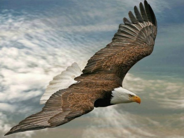 Eagle Flying in Sky Wallpapers HD Pictures