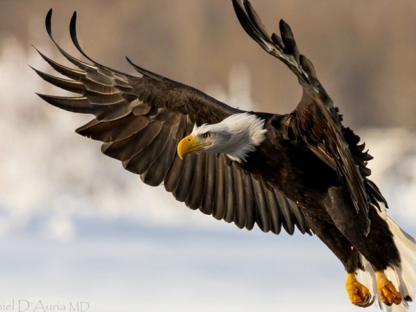 Eagle HD Wallpapers Desktop Pictures