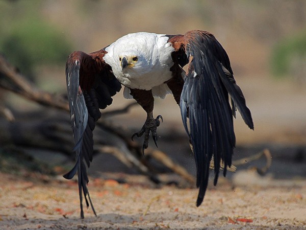 Eagle Hunting Wallpapers HD Pictures