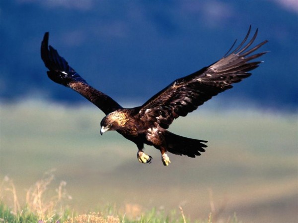 Eagle Wallpapers HD Pictures