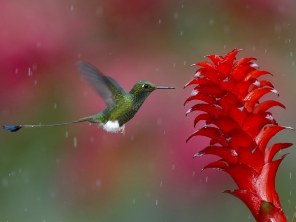 HummingBird Flying In Rain Wallpapers HD Pictures
