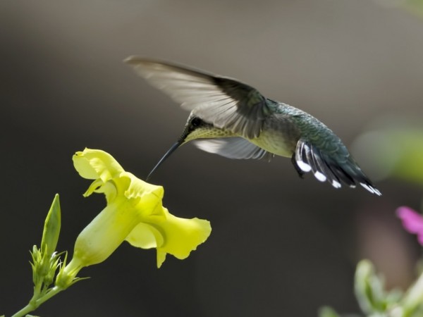 HummingBird On Flowers Wallpapers HD Pictures