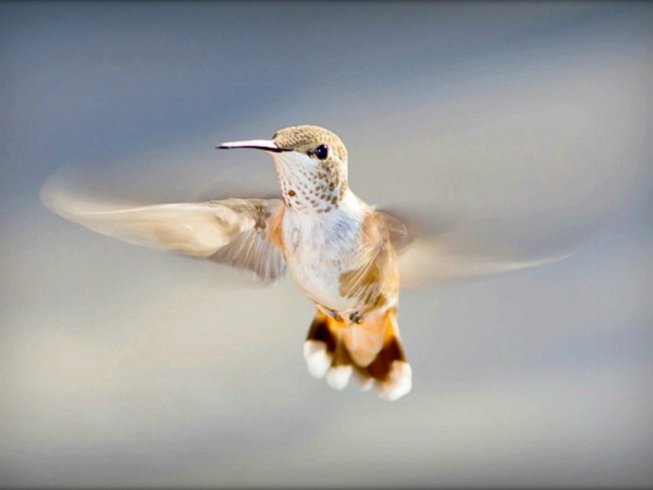 HummingBird Wallpapers HD Pictures
