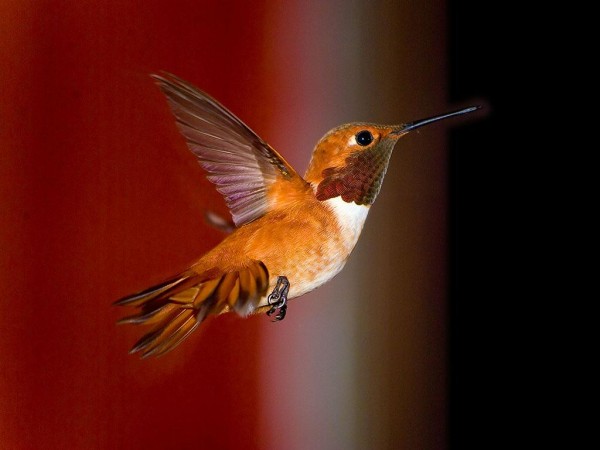 World's smallest HummingBird Wallpapers & Pictures