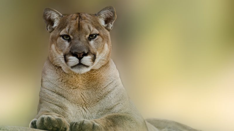 Puma Pictures HD images
