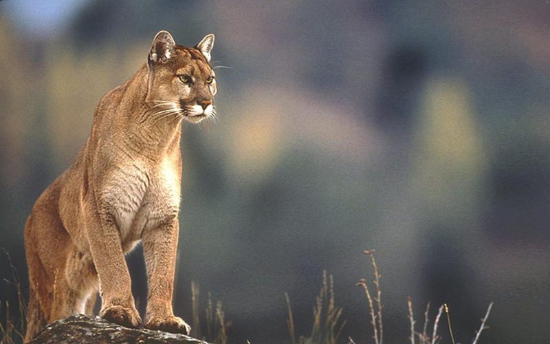 Cougar Wallpapers HD Pictures