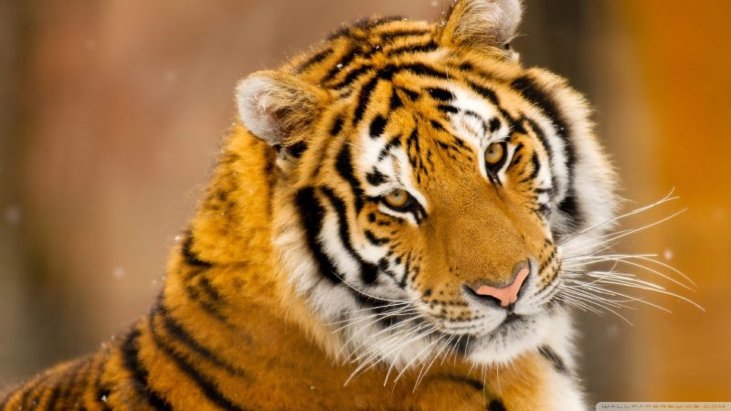 Tiger Images HD Photos