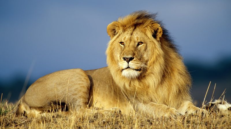 Beautiful Animal Wallpapers HD images