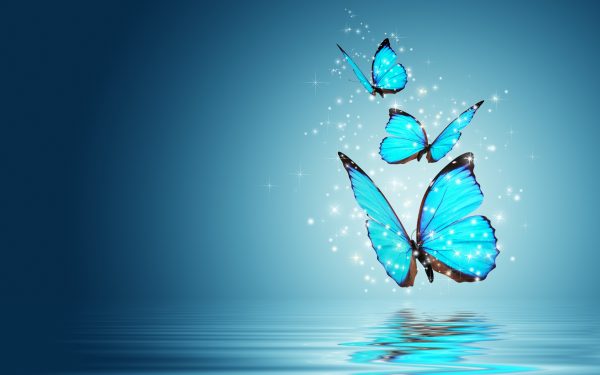 Butterfly HD Wallpapers