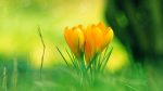 Free Desktop Screensavers