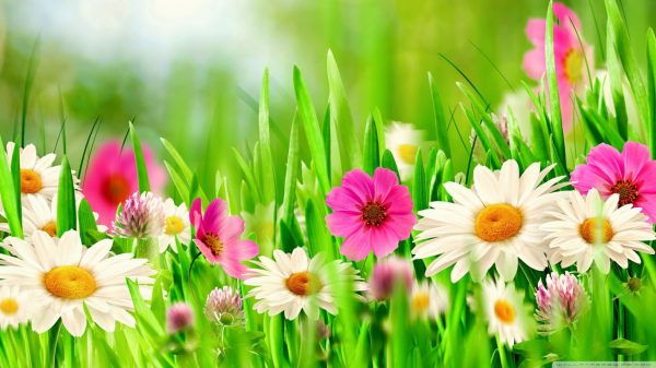 Flowers Wallpapers HD images