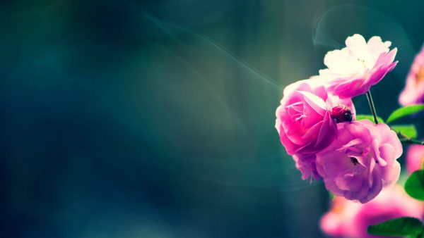 Free Download Most HD Wallpapers