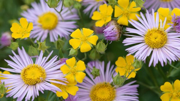 New Top Flower Wallpapers HD images