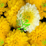 Beautiful Muhammad PBUH Pictures