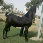 Big Bakra Qurbani