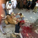 Eid ul Adha Animals Qurbani