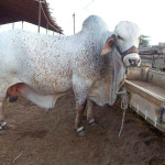 The Biggest Animal on Eid ul Adha