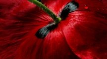 Beautiful Red Floral Wallpaper