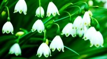 Fragrance LILY Of The Valley Flowers