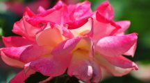 Beautiful Flowers Wallpapers