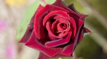 Dark Red Rose Wallpaper