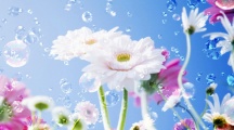 Flower Drops Sky HD Wallpaper