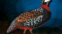 Black Francolin Painting