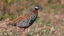 Black Francolin Pictures