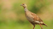 Francolin HD Wallpapers
